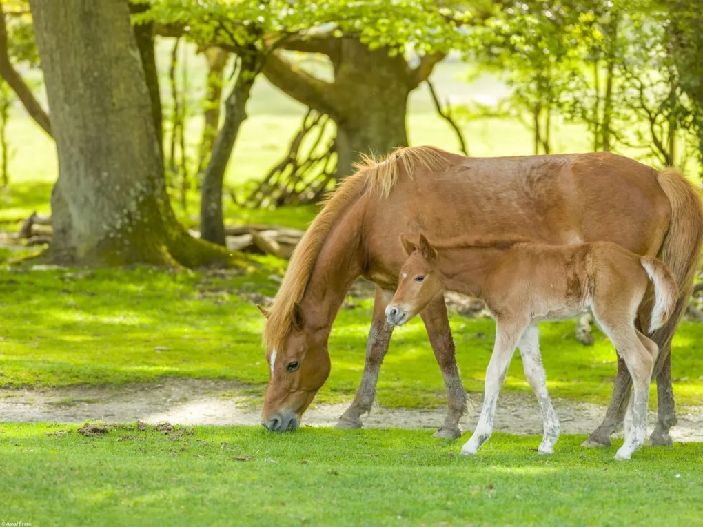Poszter 40x30cm Ló és csikó 3, Assaf Frank