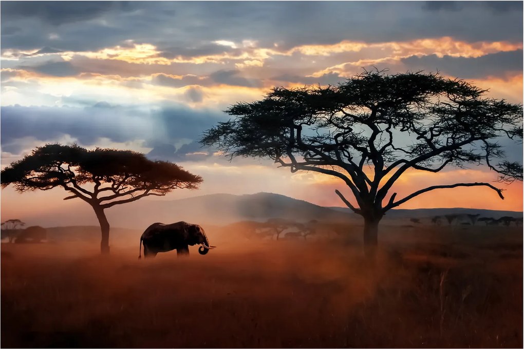 Kép - Serengeti Nemzeti Park, Tanzánia, Afrika (90x60 cm)
