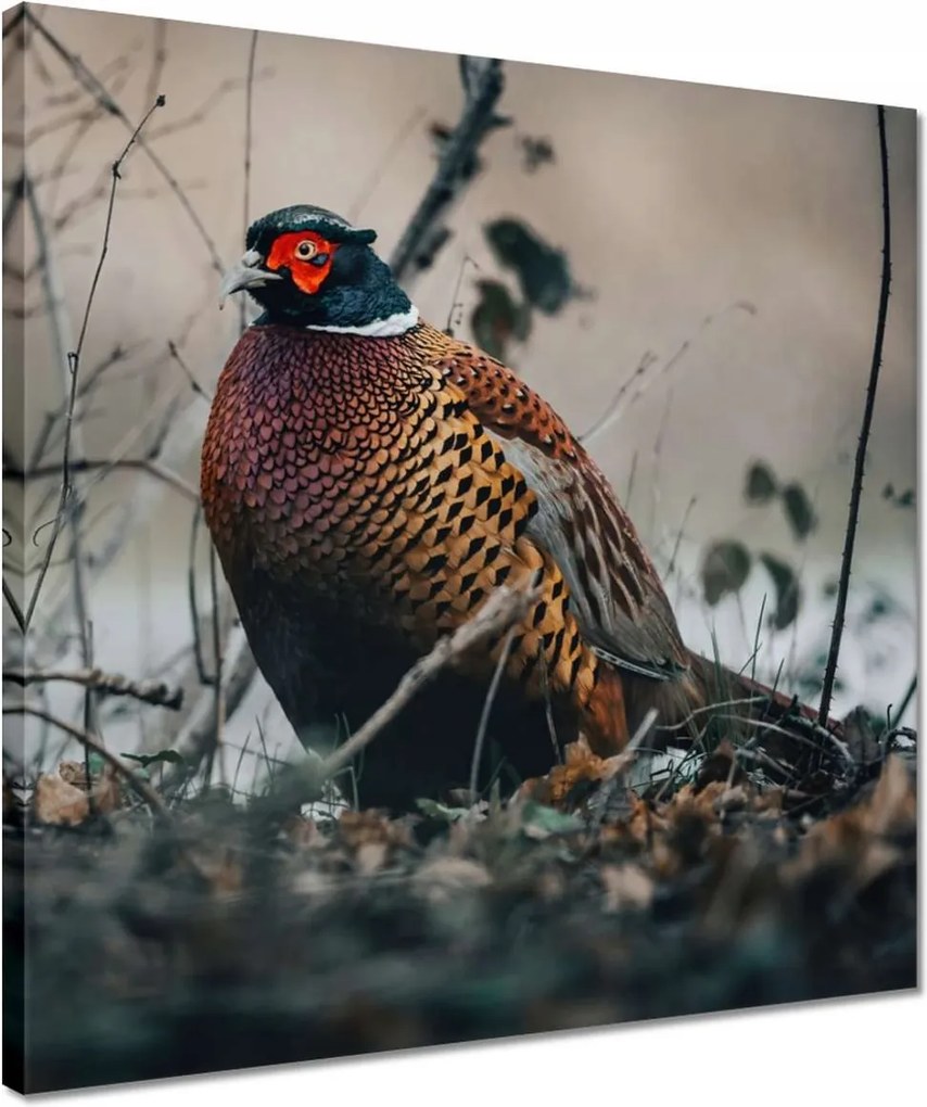 Képek 40x40 Fácán a természetben Madarak