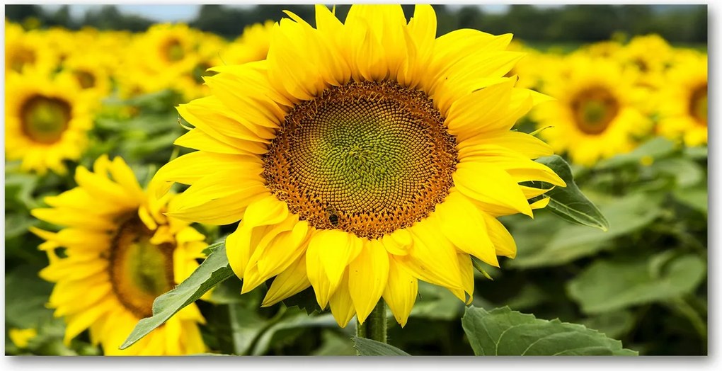 Fotó üvegkép Napraforgó mező 140x70