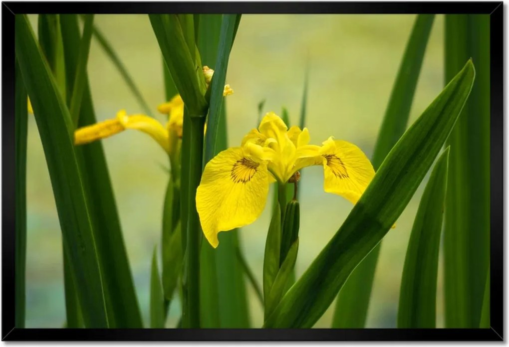 Poszterek keretben 60x40 Virágok