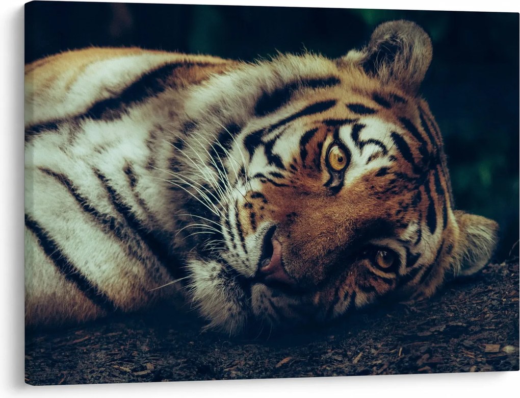 Kép - Szibériai tigris (70x50 cm)