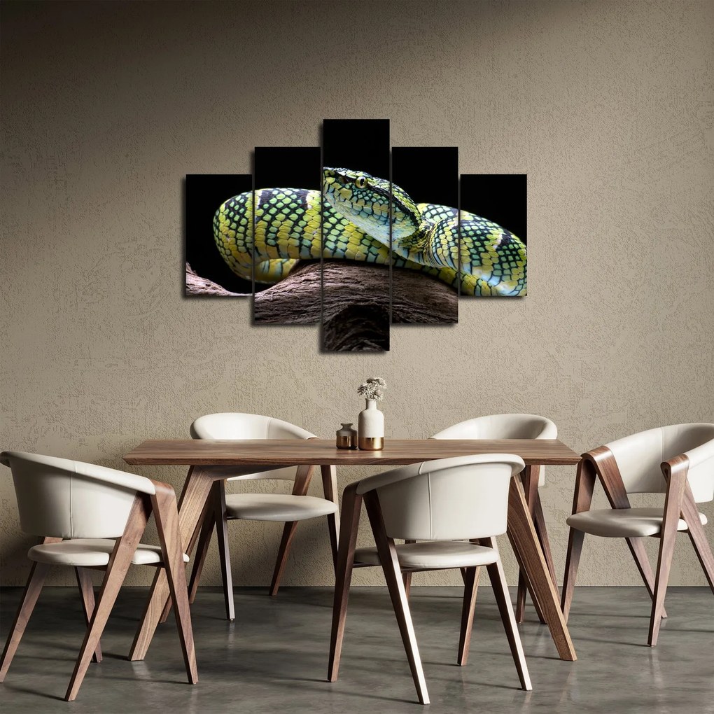 Kép - Wagler csörgőkígyó (150x105 cm)