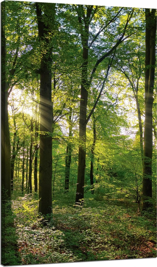 Vászonkép Nap Erdő Fák Fénysugarak 70x120 cm