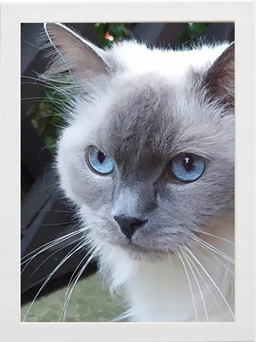 Klasszikus Képkeret 30X40 Fa Fehér Szín