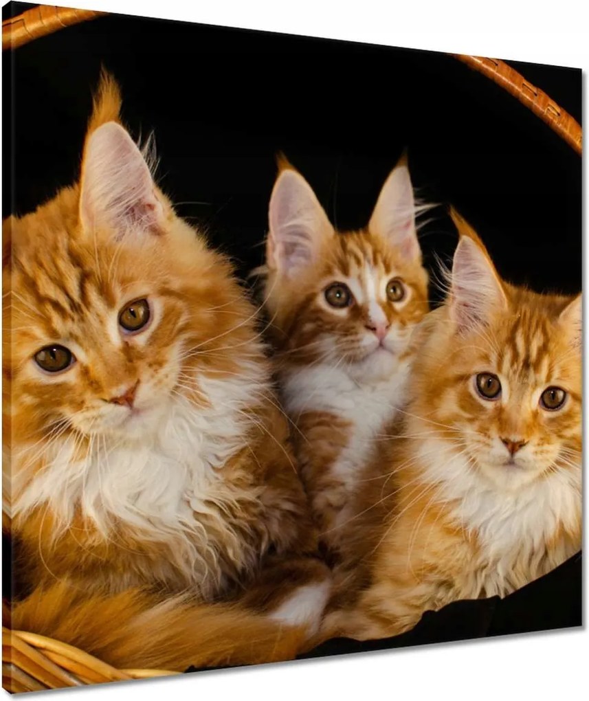 Vászonkép 60x60 Csodaszép vörös cicák