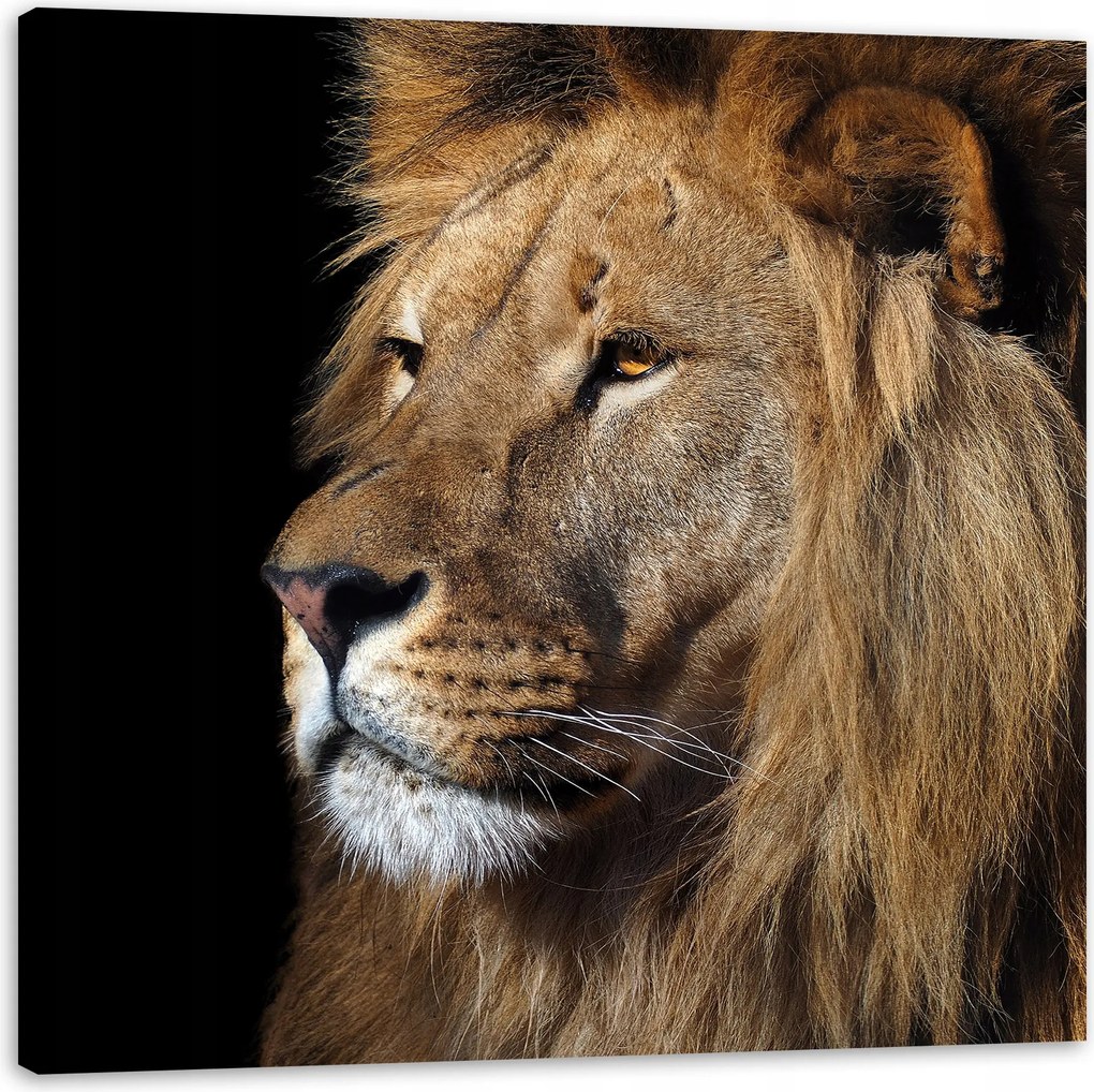 Vászonkép Veszélyes fenséges oroszlán Állat 60X60 cm