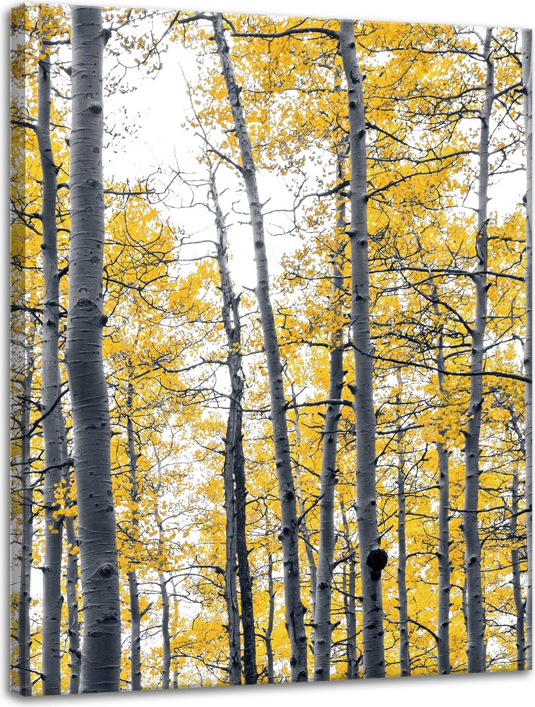 Vászonkép Nyírfa Sárga Levelek Természet Tavasz 30x40 cm