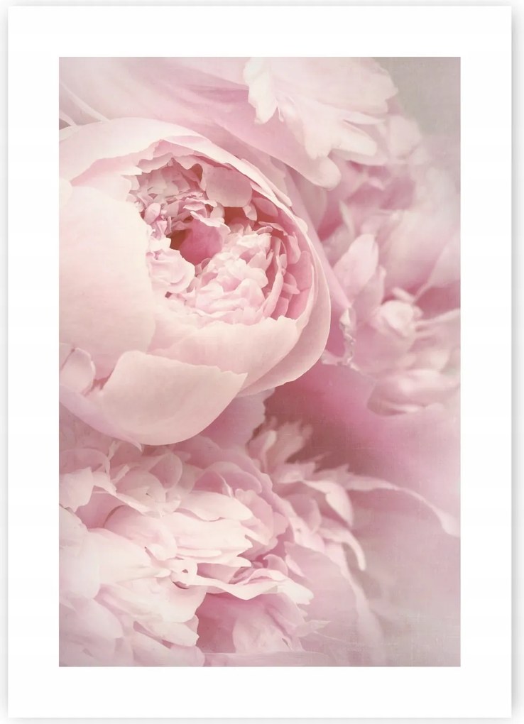 Bazsarózsa Peonie Virágok poszter A2 59,4x42cm #122