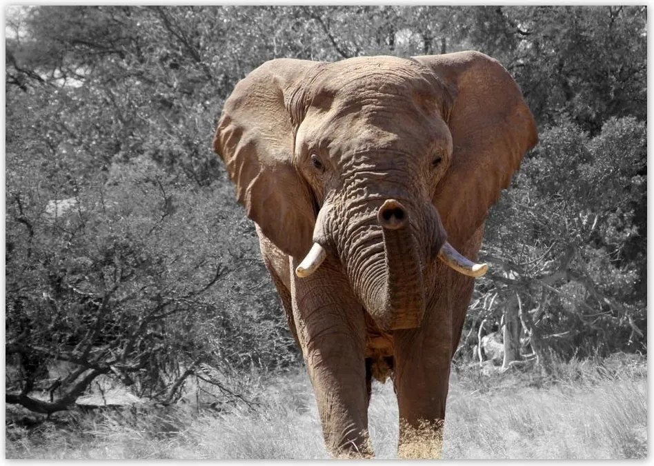 Poszterek A4 Szint Nagy elefánt