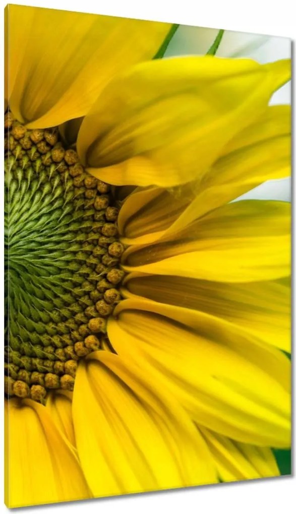 Vászonkép 80x120 Napraforgó Virág