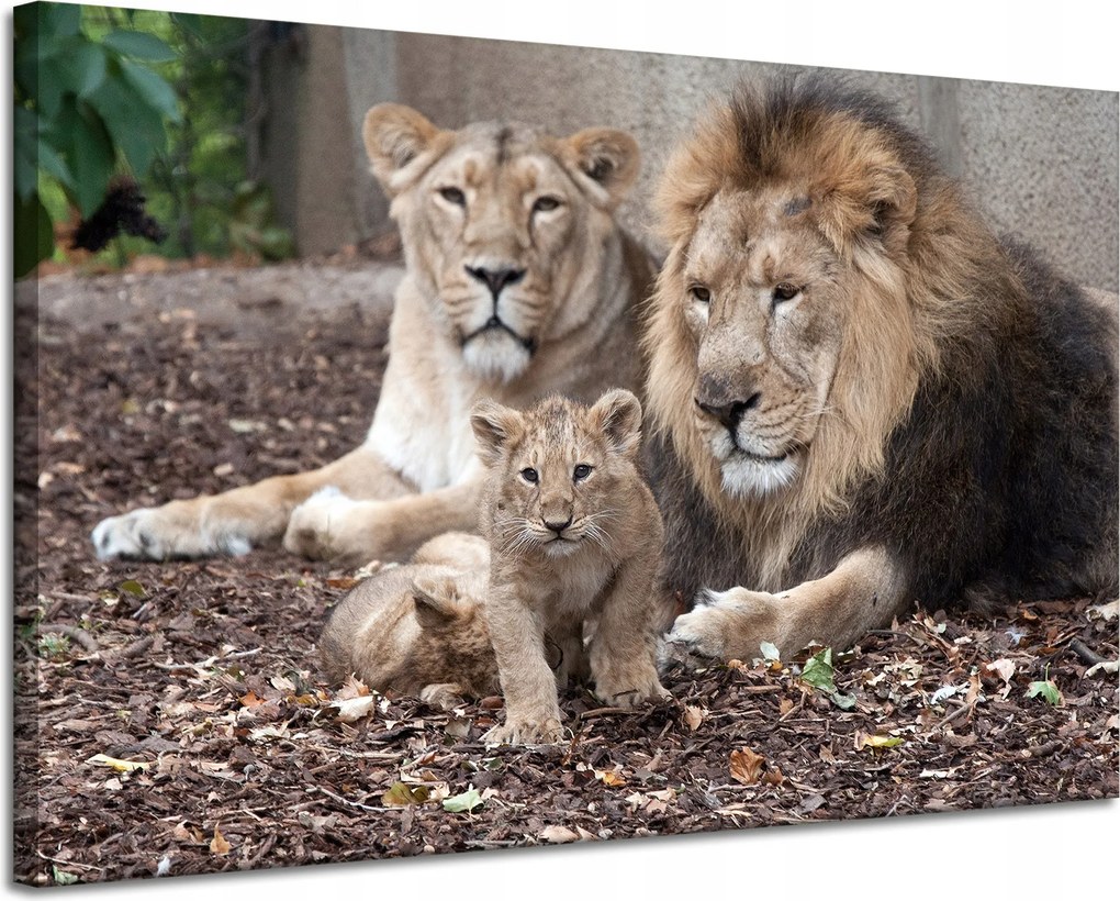 Vászonkép Oroszlán család Természet fotó 120x80 cm Ideális ajándék