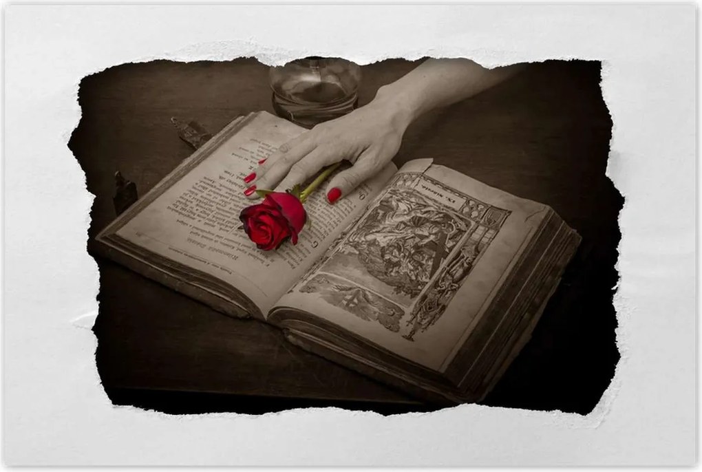 Plakátok 60x40 Vörös rózsa egy könyvön