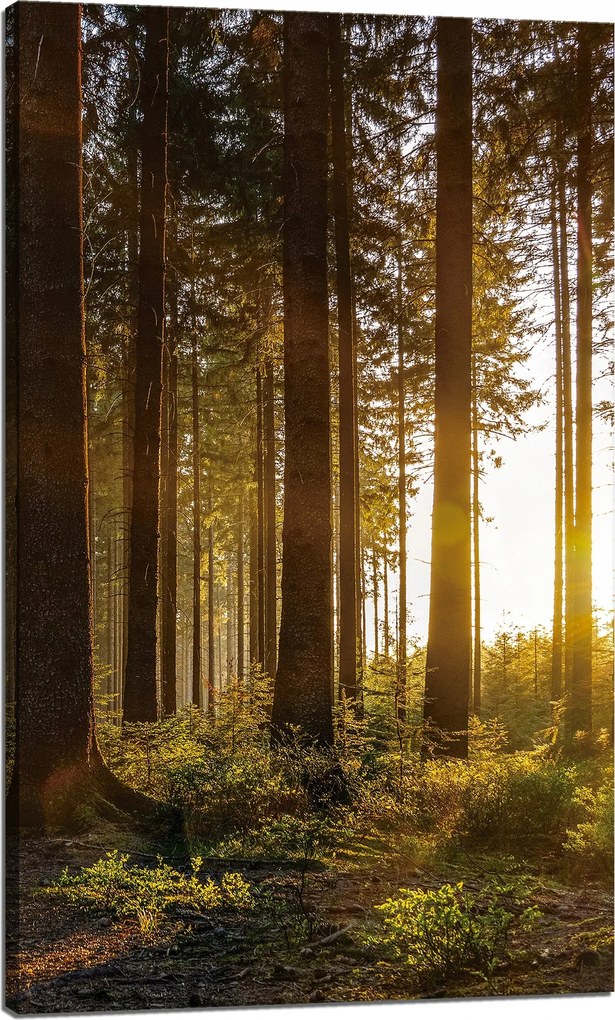 Vászonkép Naplemente Erdő Fák Természet 60x100 cm