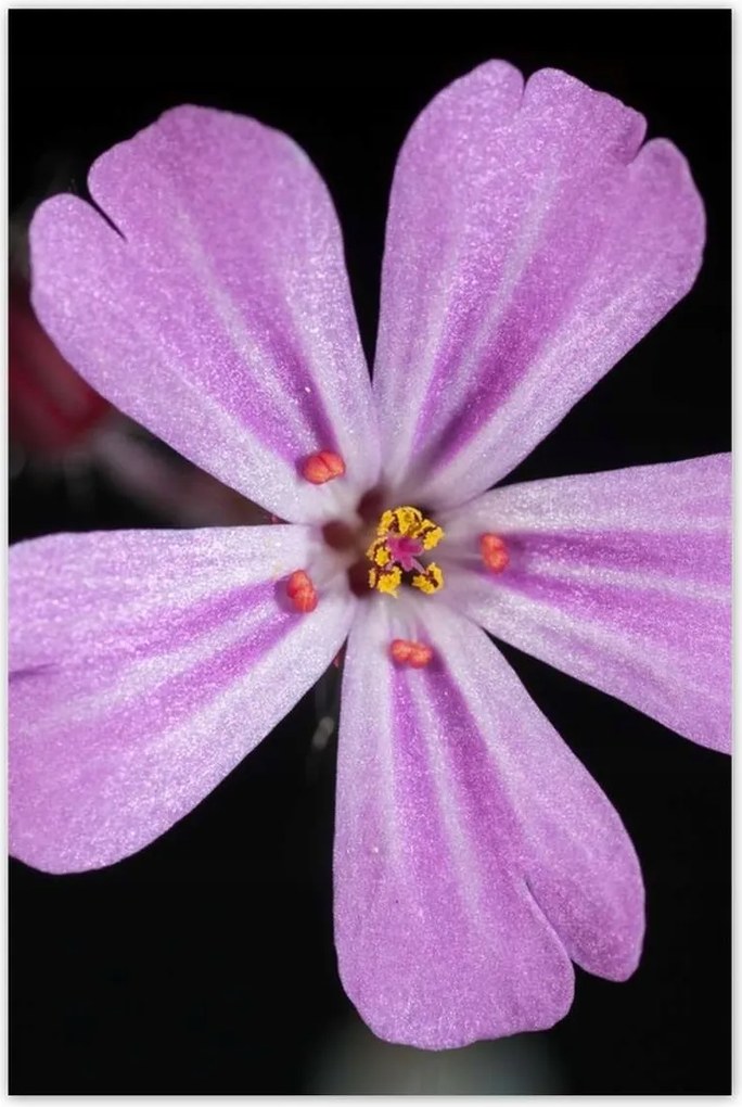 Poszterek 80x120 Nőnap Ajándék Love