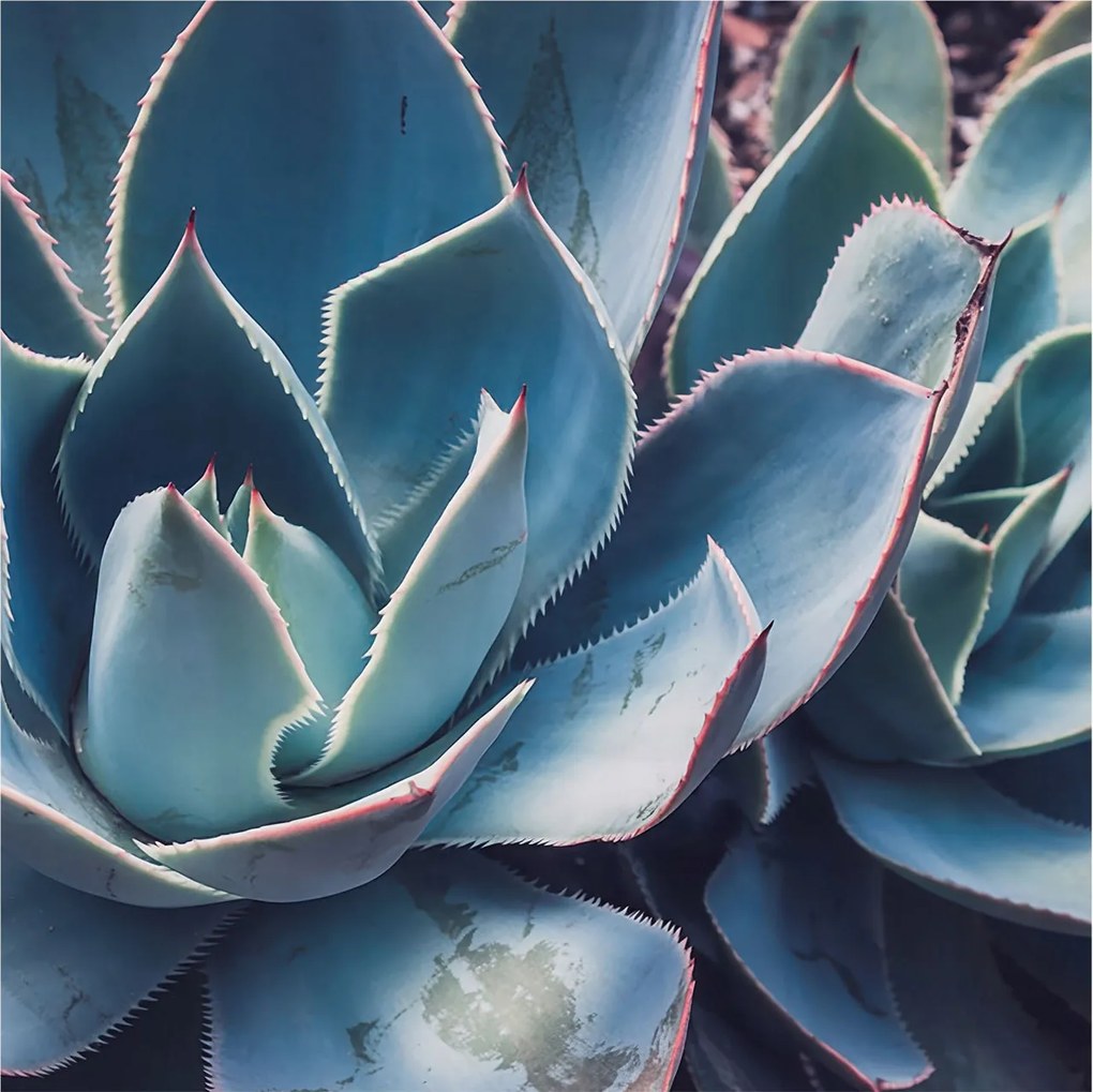 Fotótapéta Flizelin Dekoratív Hálószoba Zöld aloe vera 250x250 Ragasztó