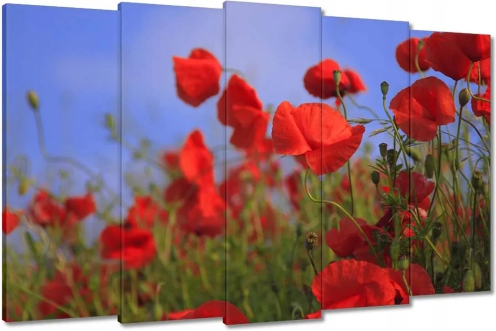 Képek 150x95 Pipacsok az égbolt hátterében