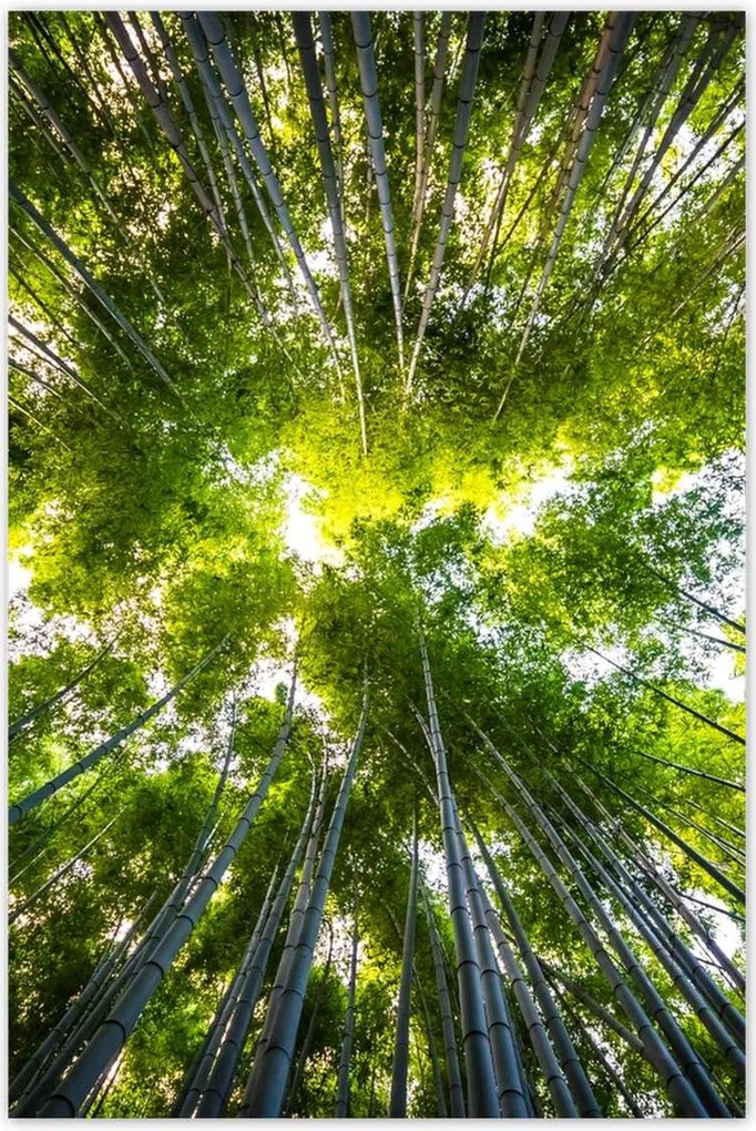 Poszterek 80x120 Bambusz trópusi erdő