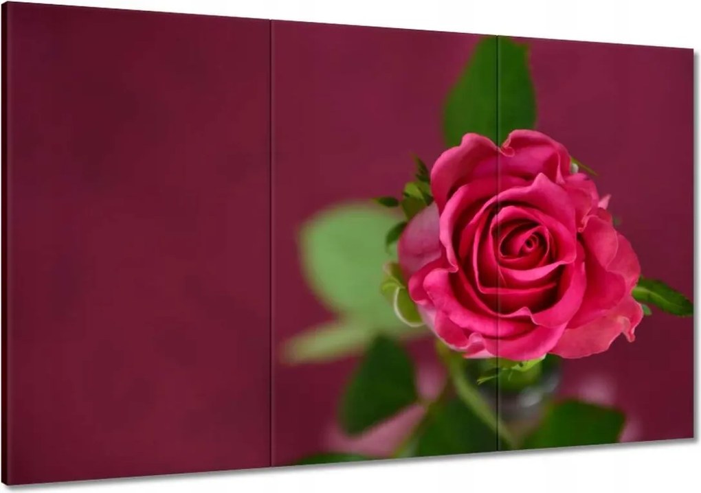 Vászonkép 120x80 Rózsa lila háttérrel