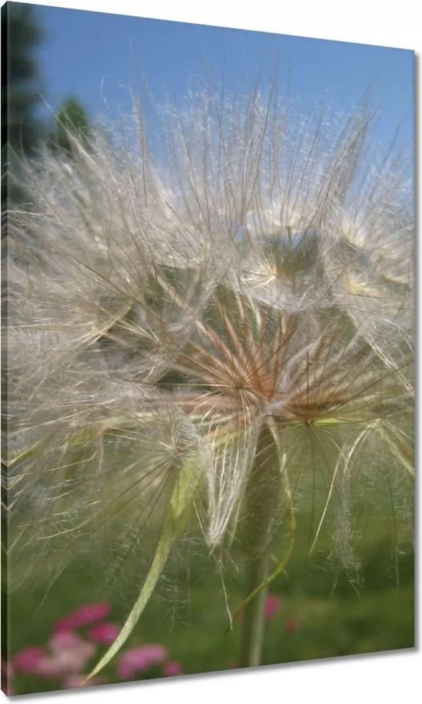 Vászonkép 70x100 Pitypang Virág Virágok