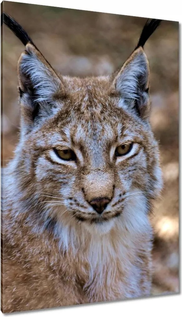 Vászonkép 80x120 Hiúz közelről Vadmacska