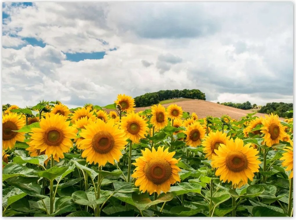 Poszterek 135x100 Tájkép napraforgókkal