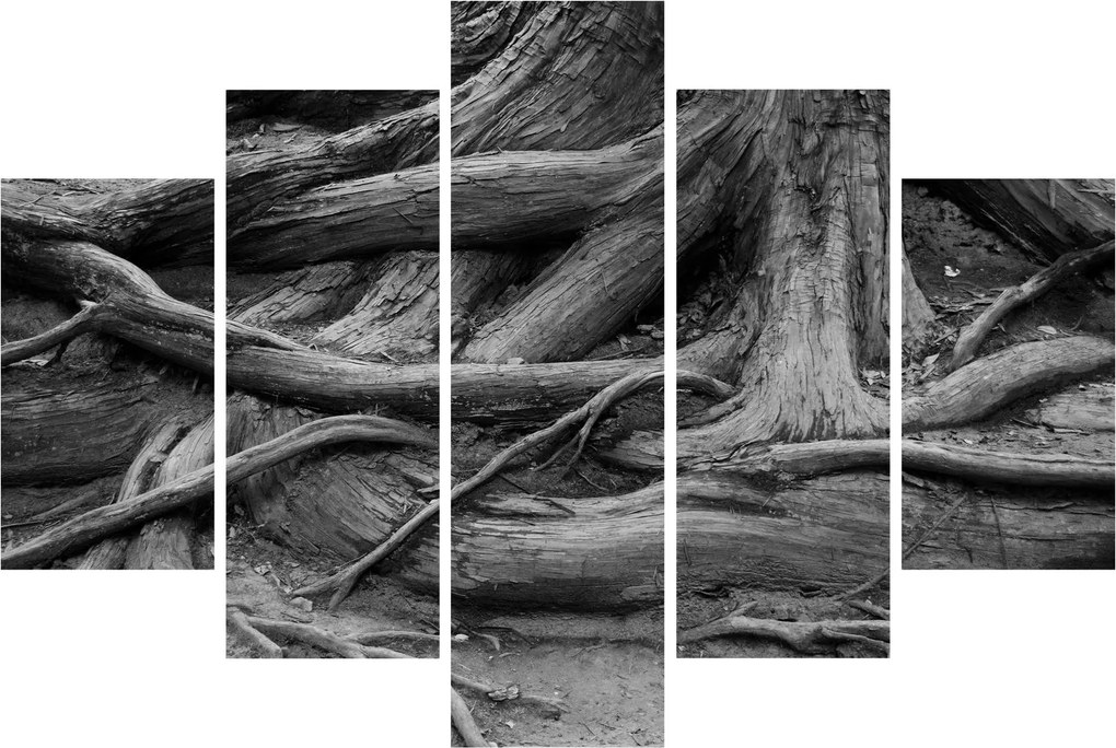 Kép - A fa gyökerei (150x105 cm)