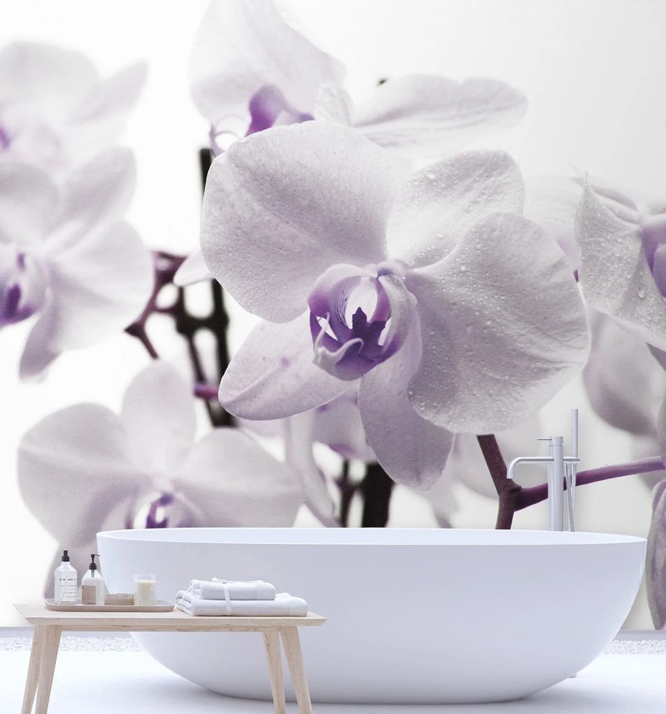 Gario Fotótapéta Lila orchidea harmattal a szirmokon Anyag: Vlies, Méret: 200 x 200 cm