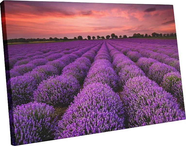 Vászonkép Nappaliba Naplemente Levendula Mező 100x70