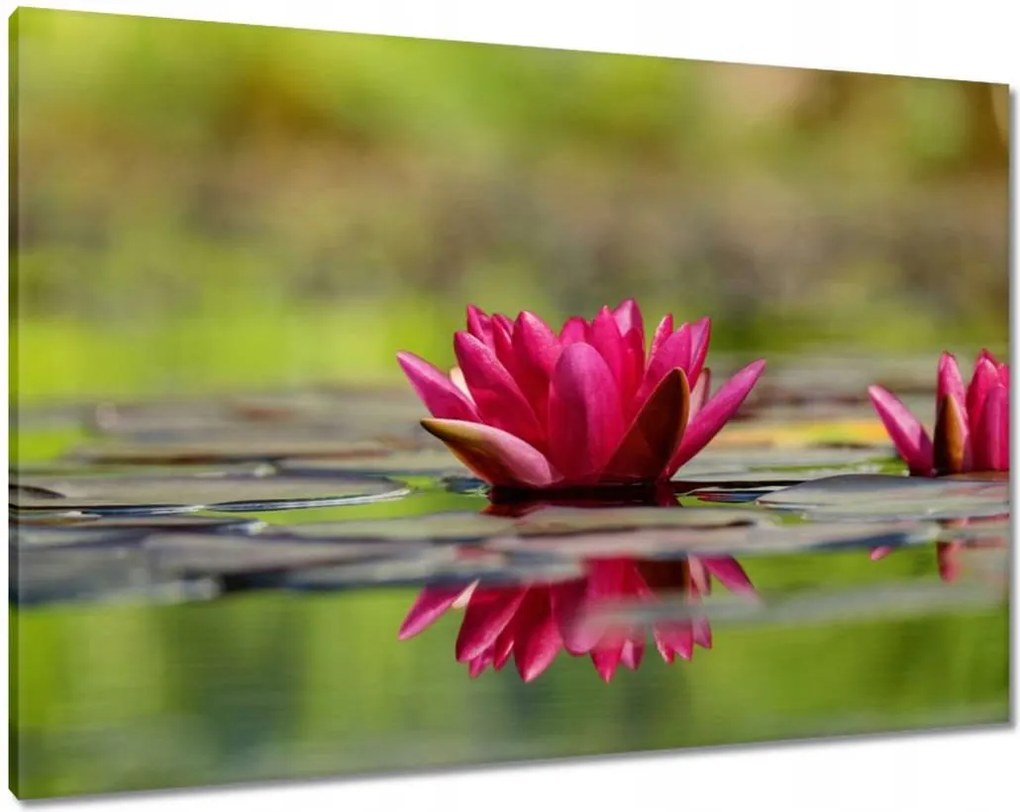 Vászonkép 100x70 Vízi liliom