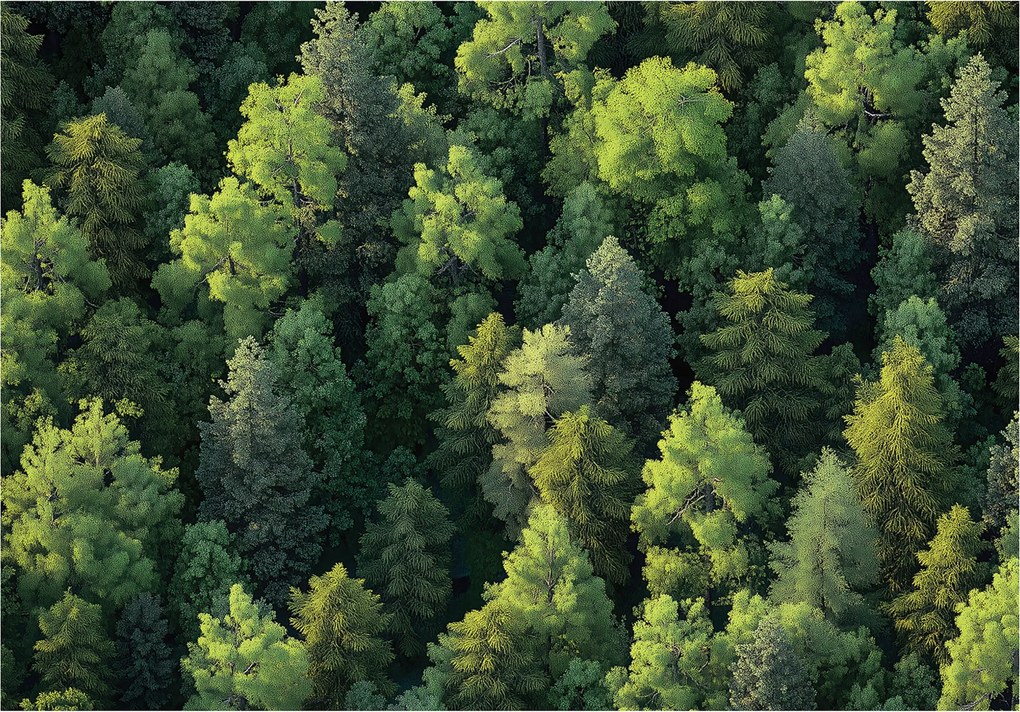 Fotótapéta Erdő Fák Természet Hálószoba Nappali Tapéta Flizelina 300x210