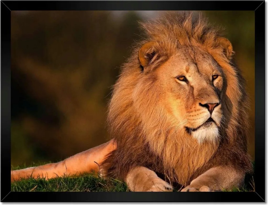 Poszterek keretben 40x30 Oroszlán
