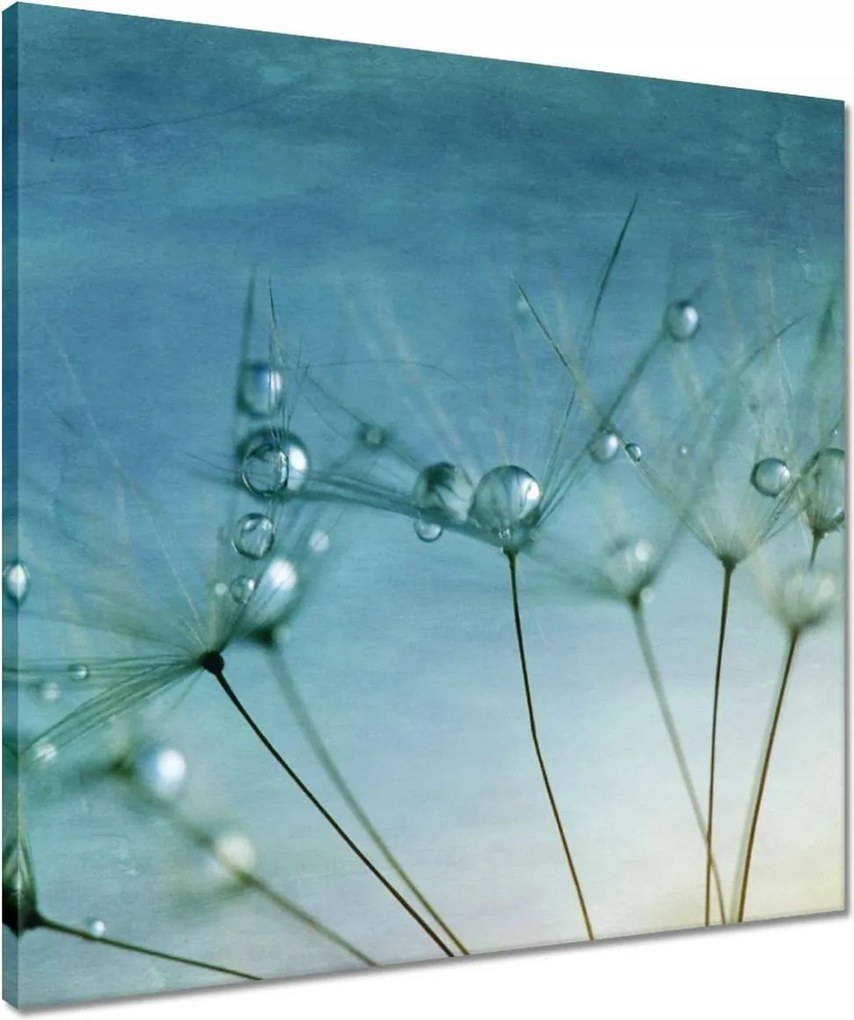 Vászonkép 50x50 Pitypang Virág Virágok