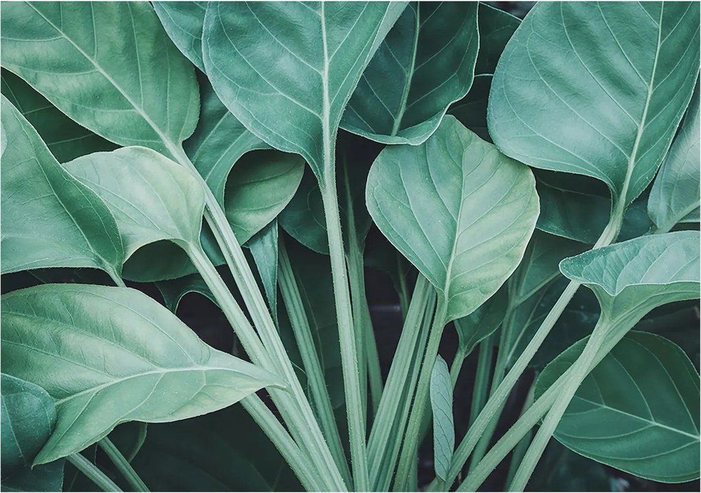 Flizelin tapéta Flizelin falikép Prémium zöld természet 208x146