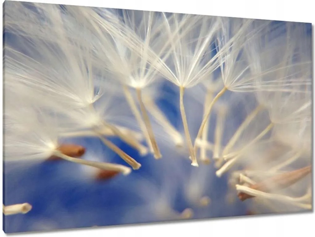 Vászonkép 120x80 Pitypang Virág Virágok