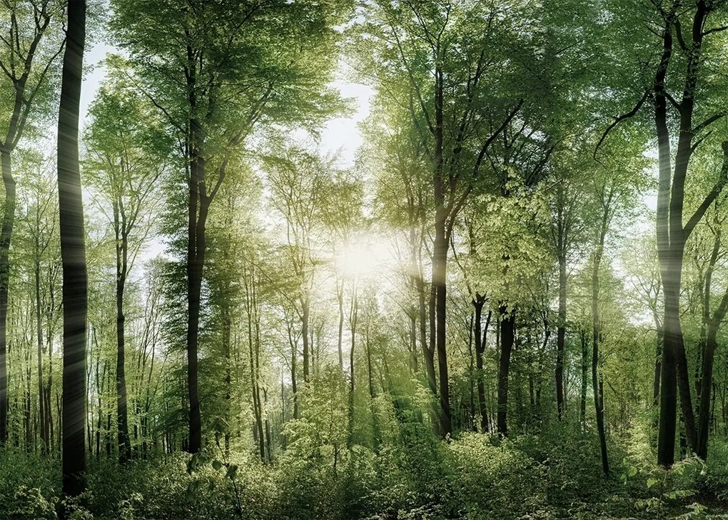 Erdő poszter B2 50x70cm kép #130