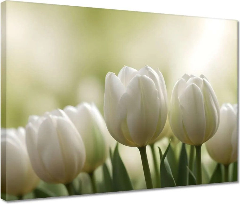 Vászonkép 40x30 Fehér tulipánok