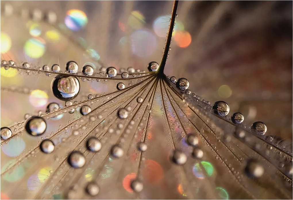 Fotótapéta Flizelin Dekoratív az irodába Gyöngycseppek 152x104 Ragasztó