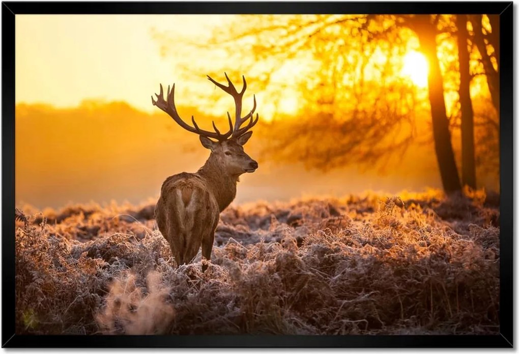 Poszterek keretben 60x40 Szarvas napfelkeltekor
