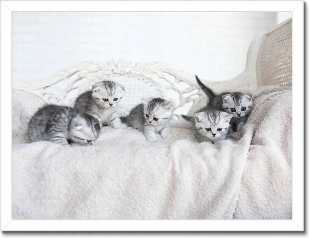 Poszterek keretben 40x30 Cica Cicák