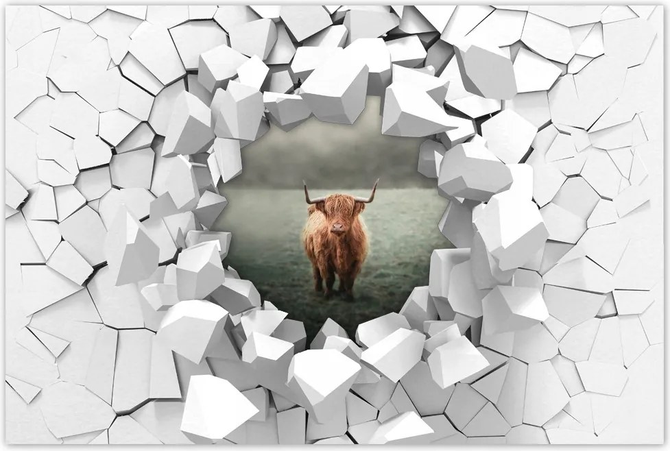 Poszter 60x40 Skót szőrös tehén