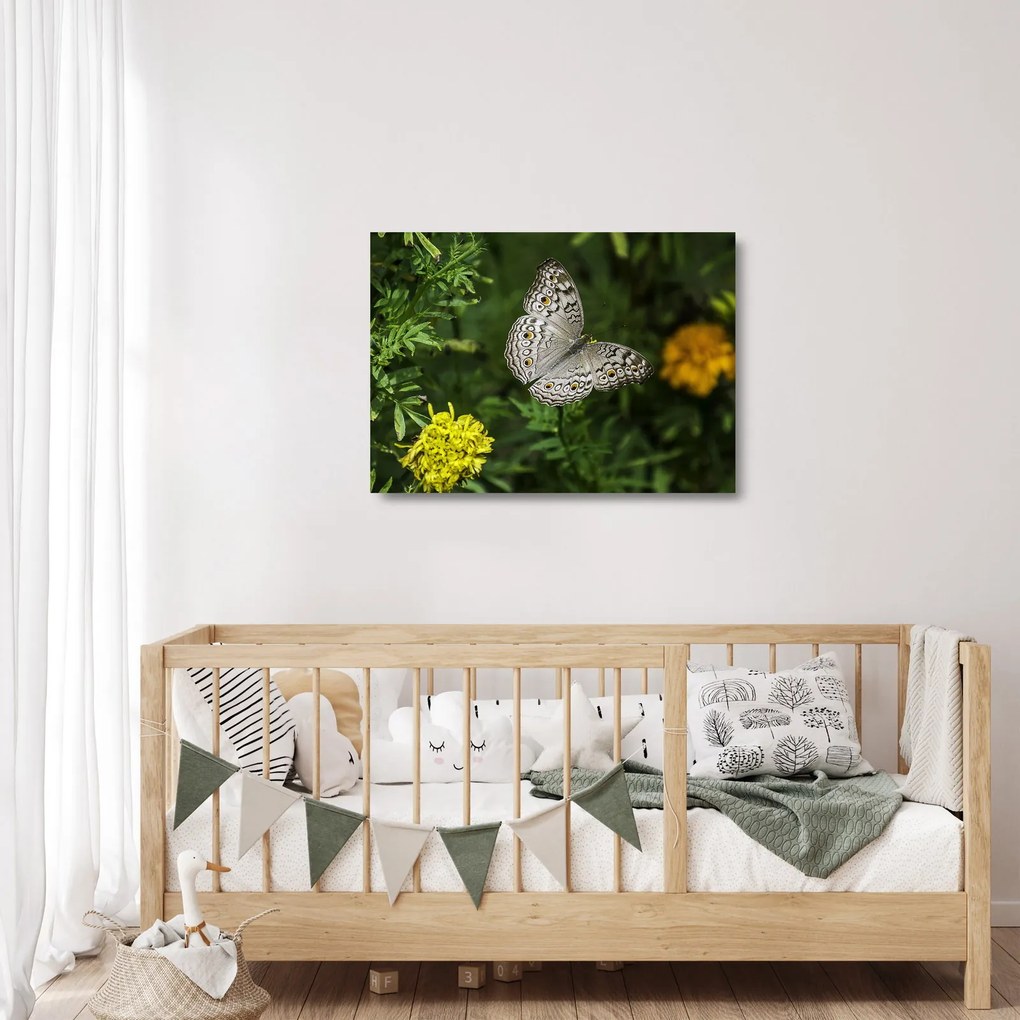 Kép - fehér pillangó (üvegen) (70x50 cm)