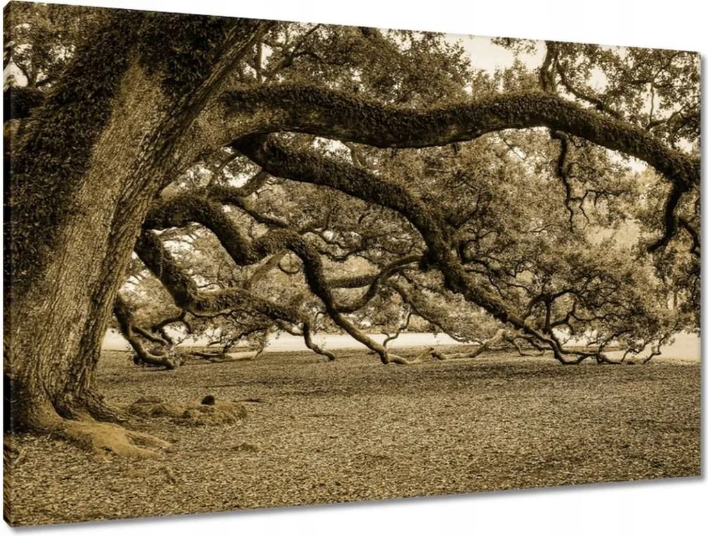 Vászonkép 90x60 Erőteljes tölgy