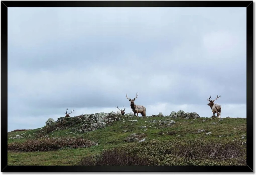 Poszter keretben 60x40 Szarvas felszarvazott