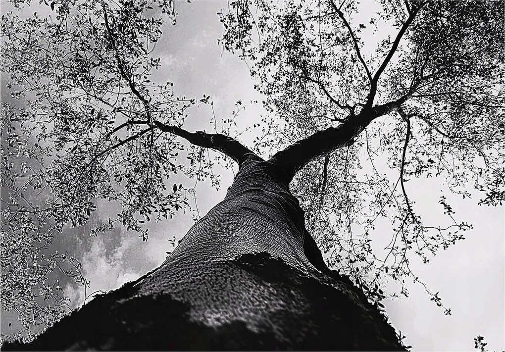 Fotótapéta Erdő A FlizelinEN Gyönyörű Kilátás fotótapéta falra ragasztó