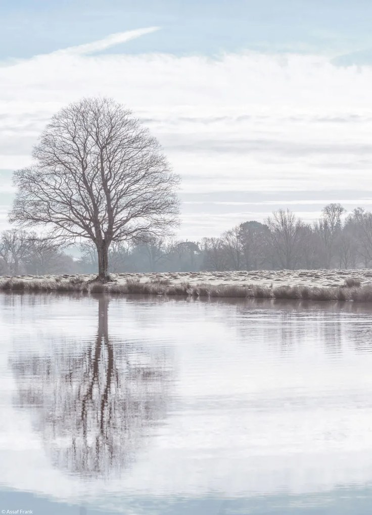 Poszter 20,5x28,4cm Fa tükröződése a tóban, Assaf Frank