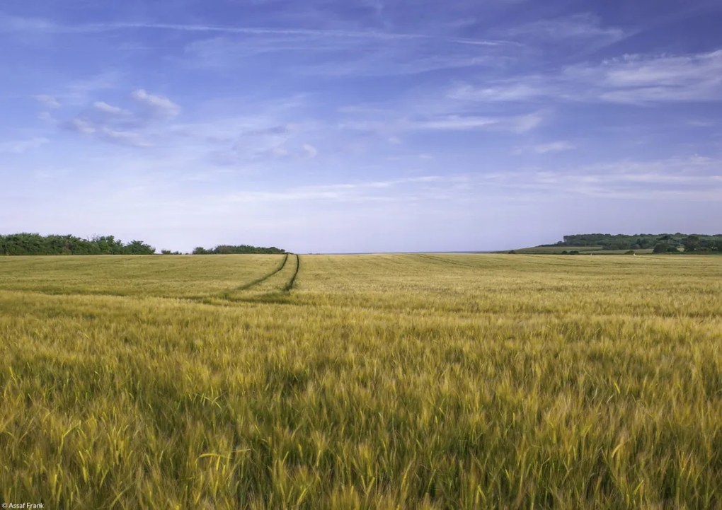 Poszter 29,7x21cm Búzamező a kék égbolt hátterében, Assaf Frank