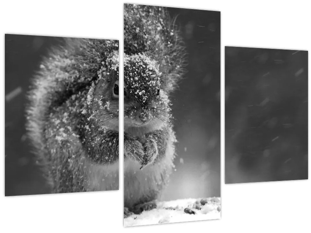 Kép - Mókus télen (90x60 cm)