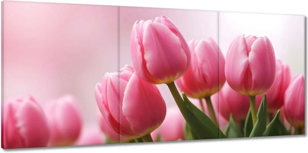 Vászonkép 150x70 Rózsaszín tulipánok