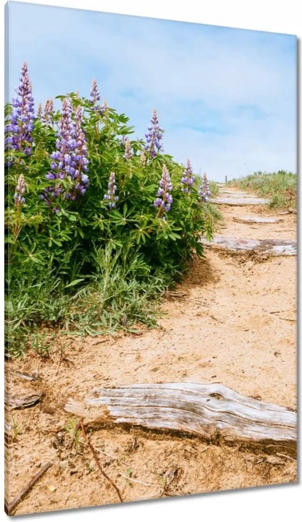 Vászonkép 80x120 Lépcsők Virágok Rét